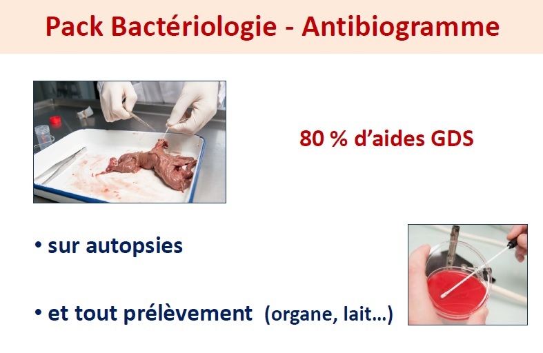 Pack Bact&eacute;riologie Antibiogramme