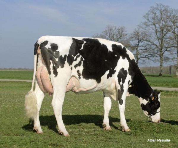Prim-holstein
